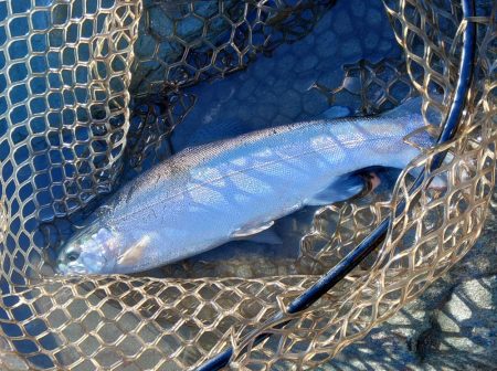 増水だ！天竜川ルアーフライ専用区